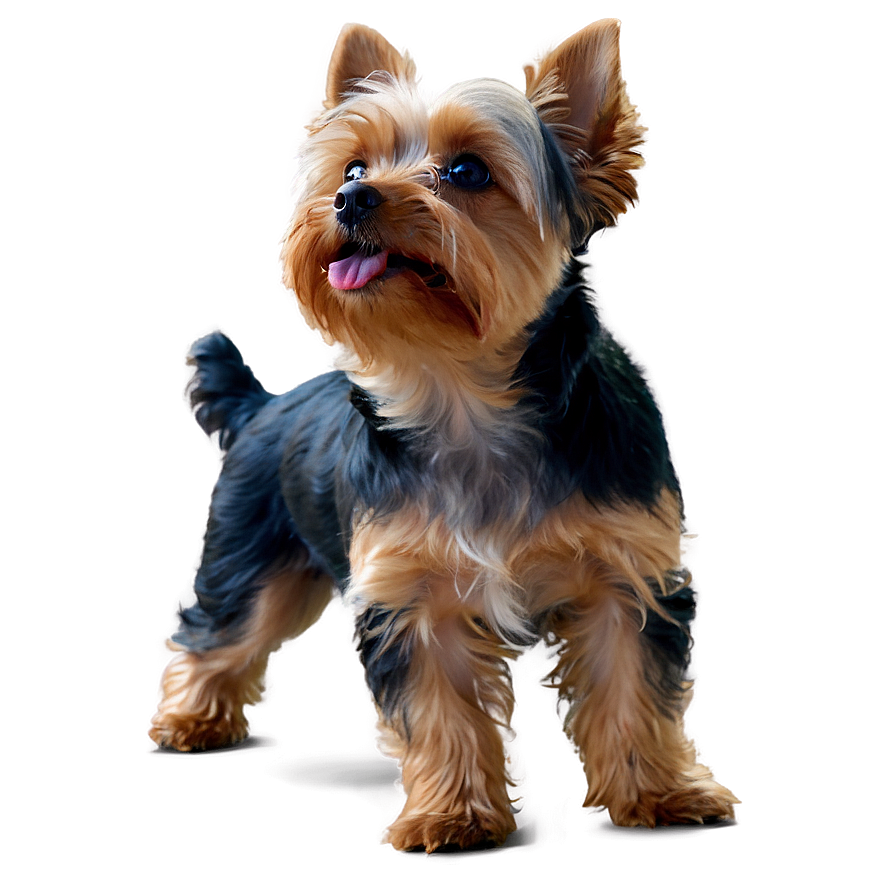 Yorkie Looking Up Png 80