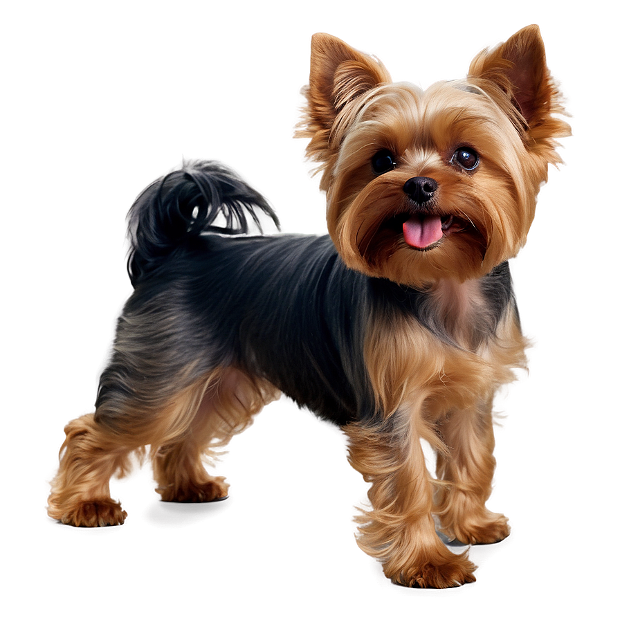 Yorkie Wagging Tail Png Uyc