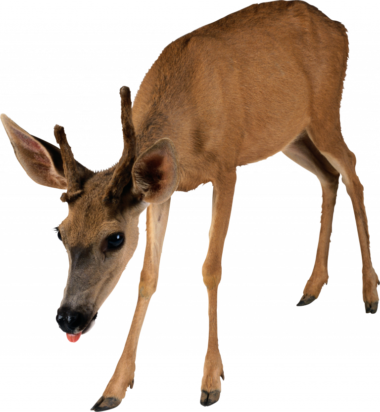 Young Brown Deer Transparent Background
