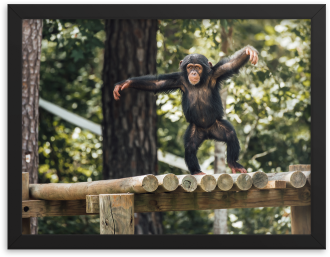 Young Chimpanzee Balancingon Fence