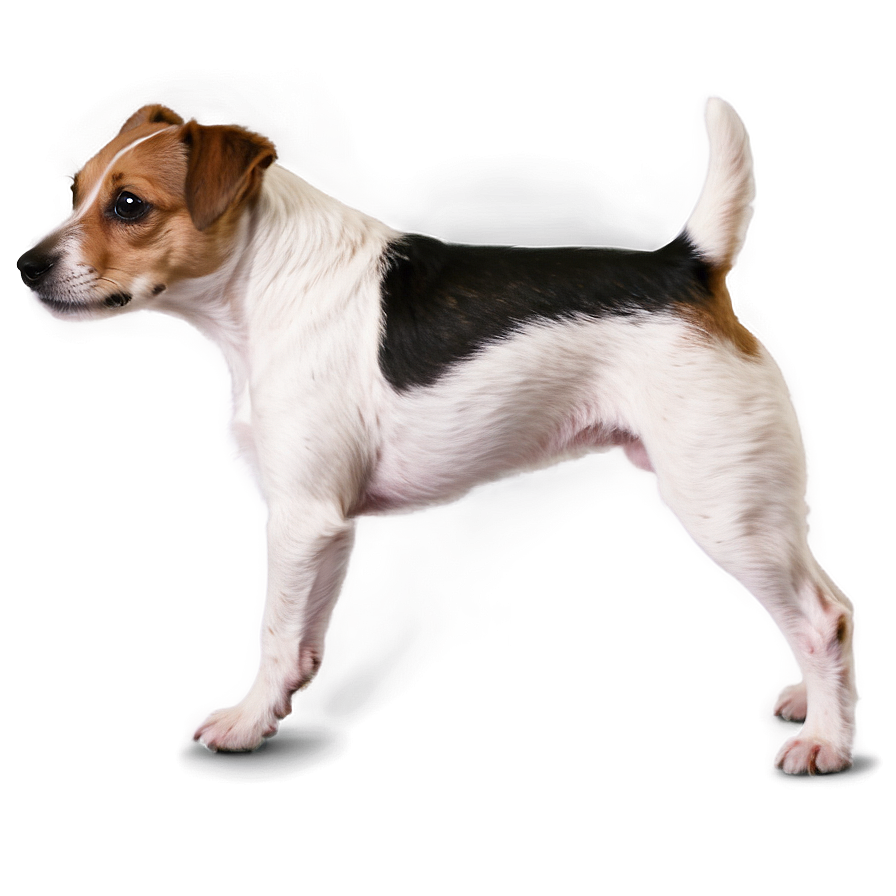 Young Jack Russell Terrier Png Gqn