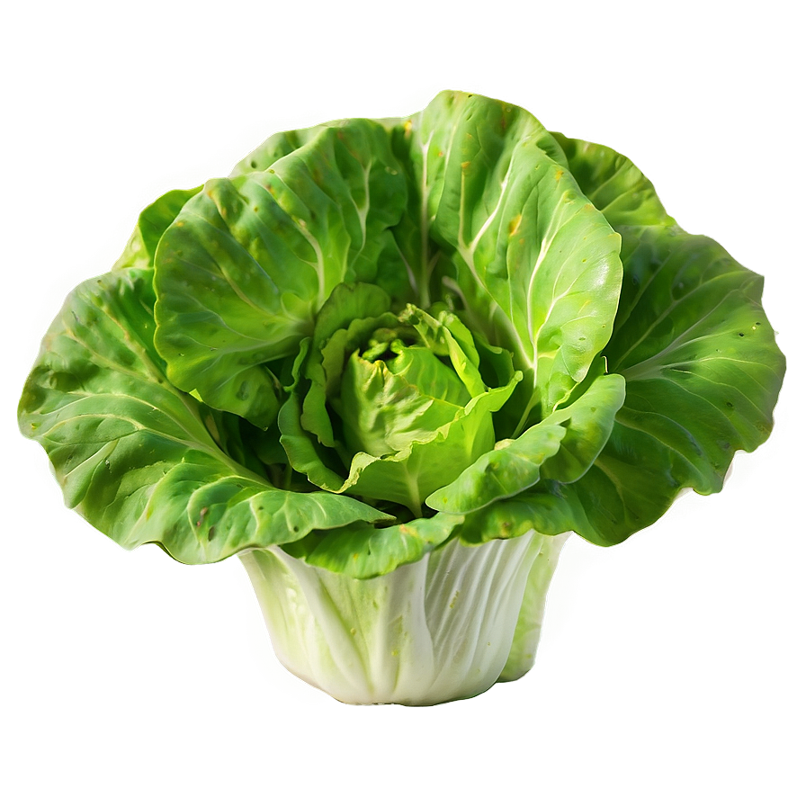 Young Lettuce Png Cgx