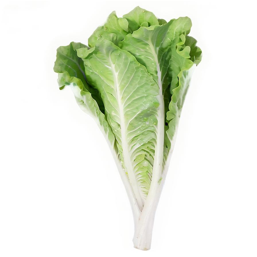 Young Lettuce Png Jej