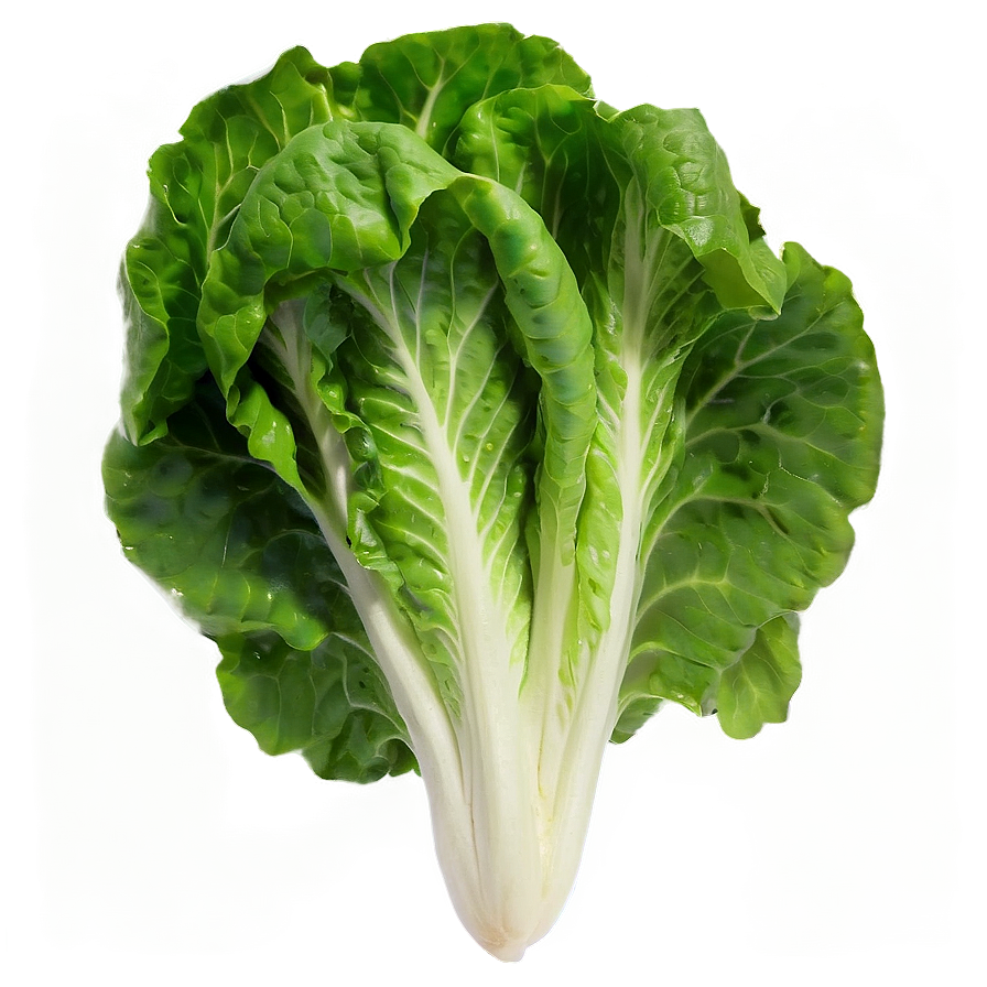 Young Lettuce Png Rpf35