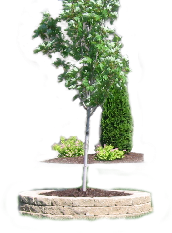 Young Tree Landscaping Design