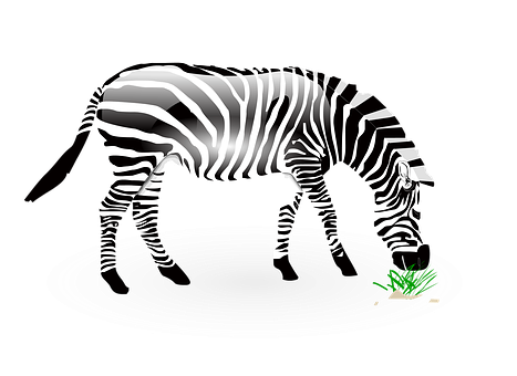 Zebra Illustration Black Background