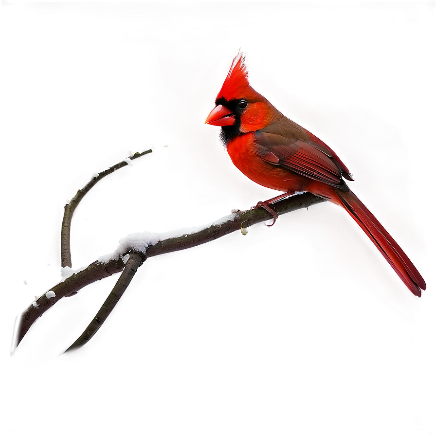 Zen Art Cardinal Png 06252024