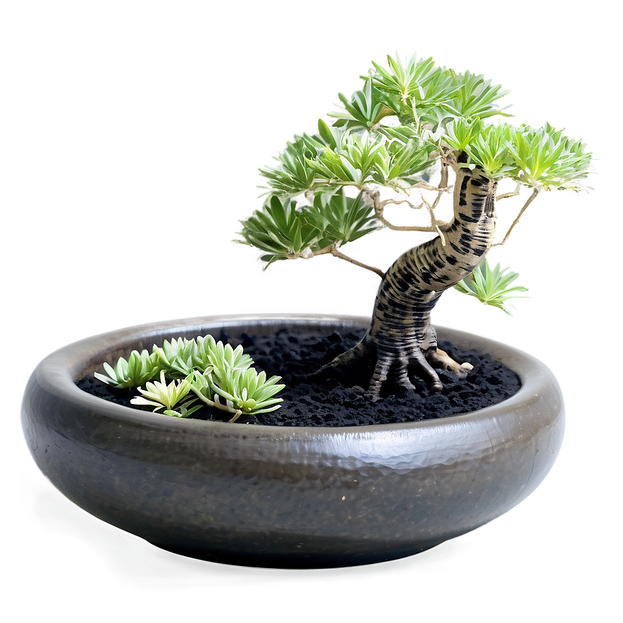 Zen Garden Plants Png Trj61