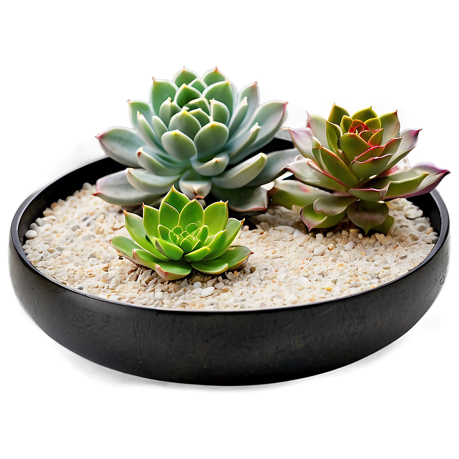 Zen Garden Succulents Png Cci