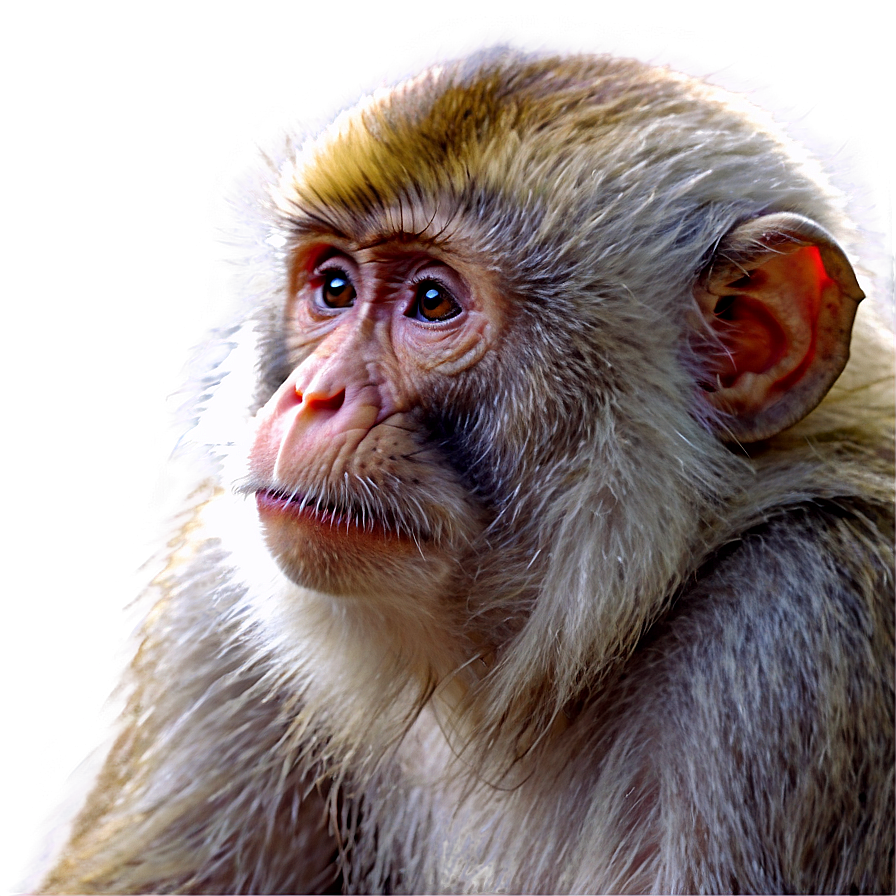 Zen Monkey Face Meditation Png 80