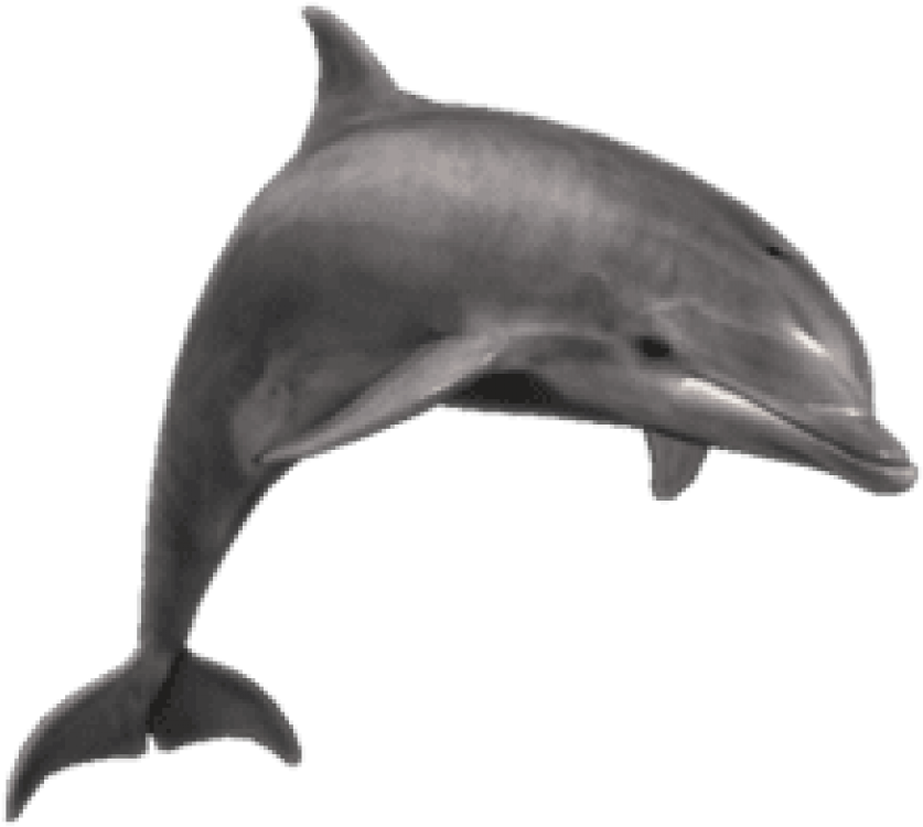 3 D Model Dolphin Swimming PNG image