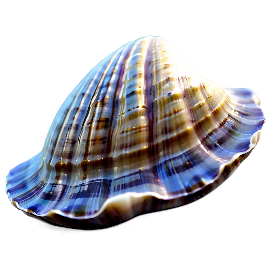 3d Clam Shell Png 06292024 PNG image