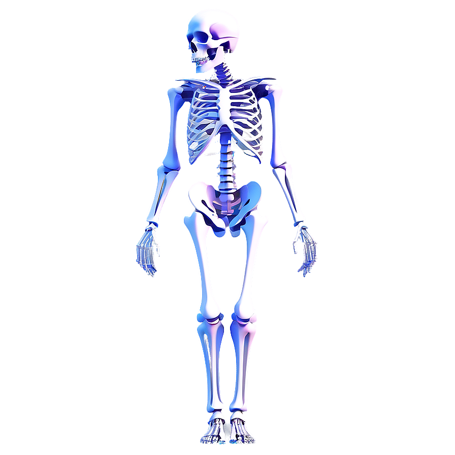 3d Rendered Human Skeleton Png Ffc PNG image