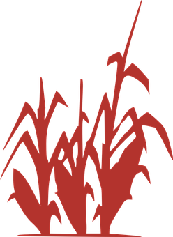 A Red Plant With Black Background PNG image