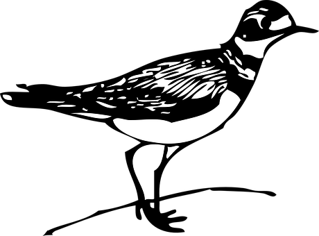 Abstract Bird Silhouette Art PNG image