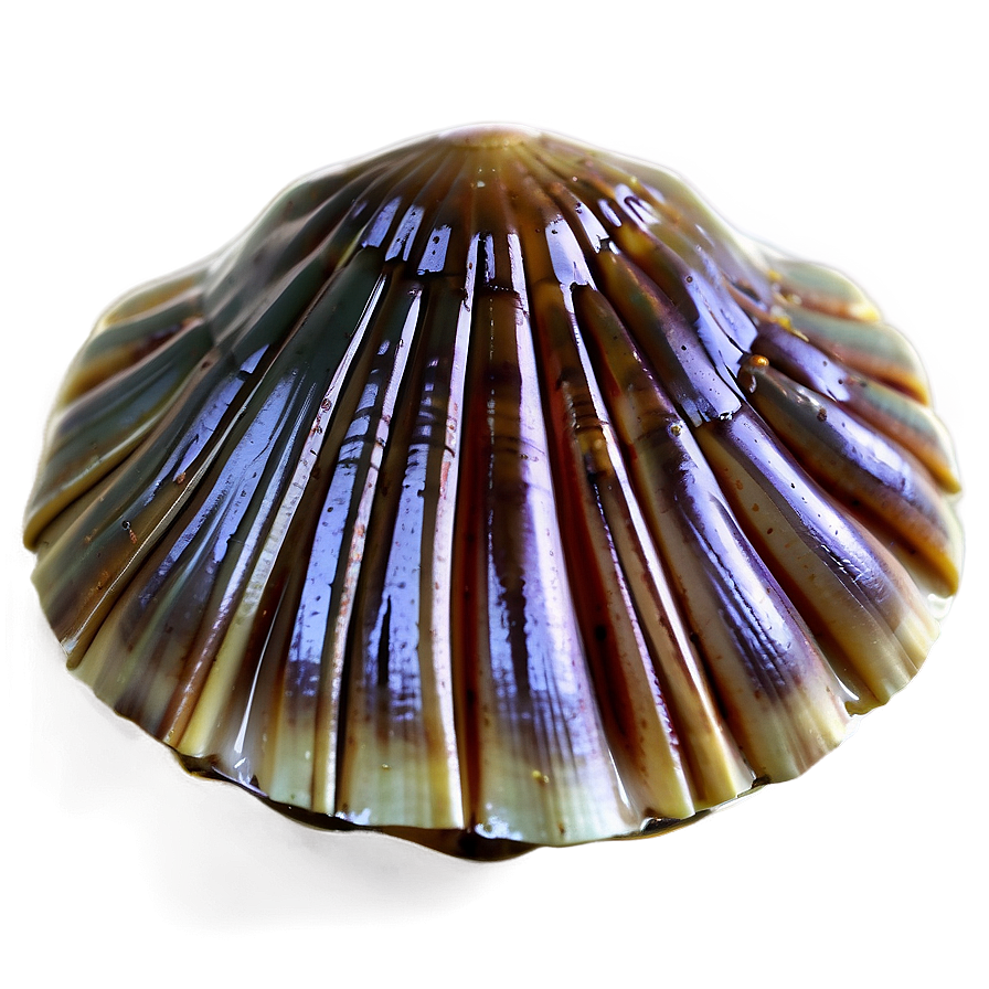 Abstract Clam Shell Png Jls PNG image