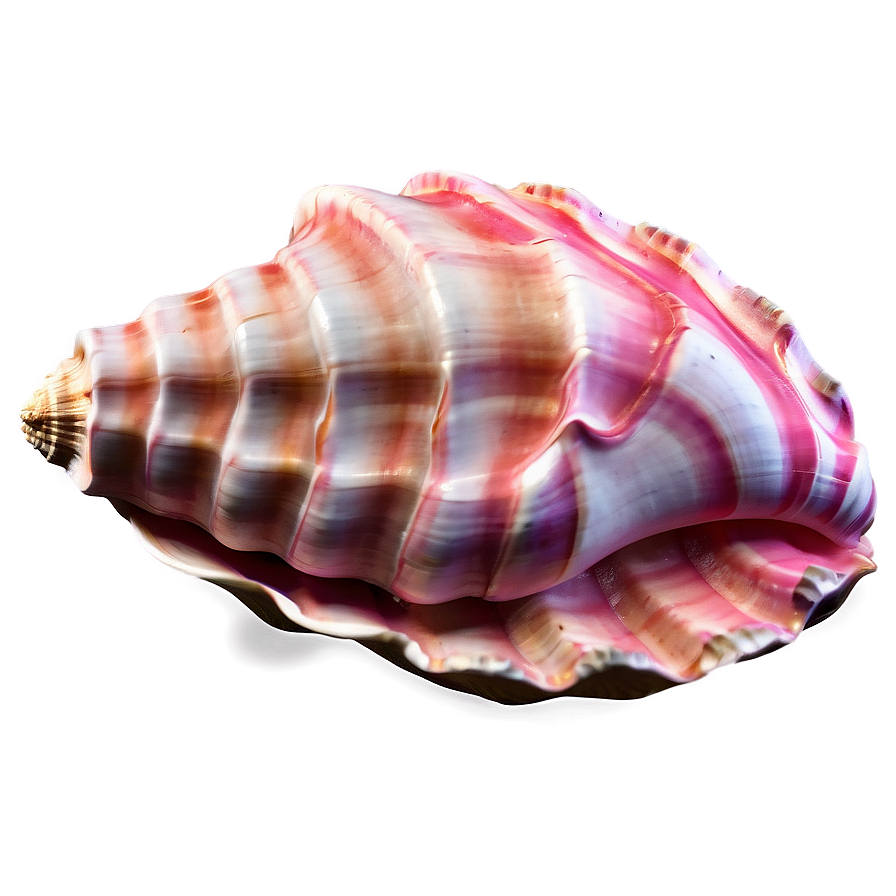 Abstract Conch Shell Png 46 PNG image