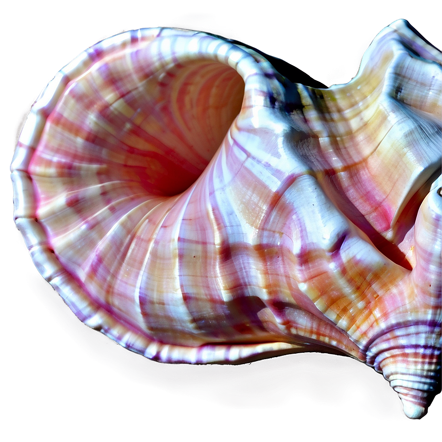 Abstract Conch Shell Png Tch PNG image