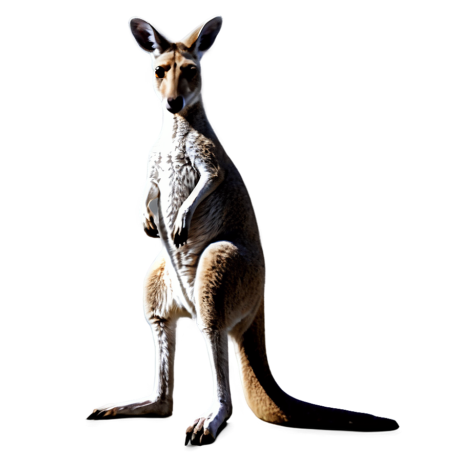 Abstract Kangaroo Png Sfd88 PNG image
