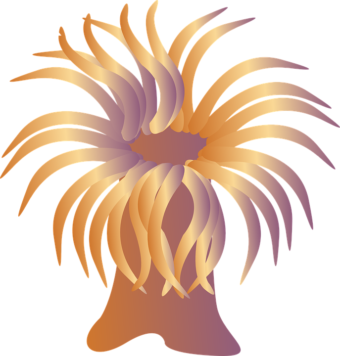Abstract Sea Anemone Illustration PNG image