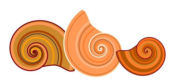 Abstract Shell Illustration PNG image