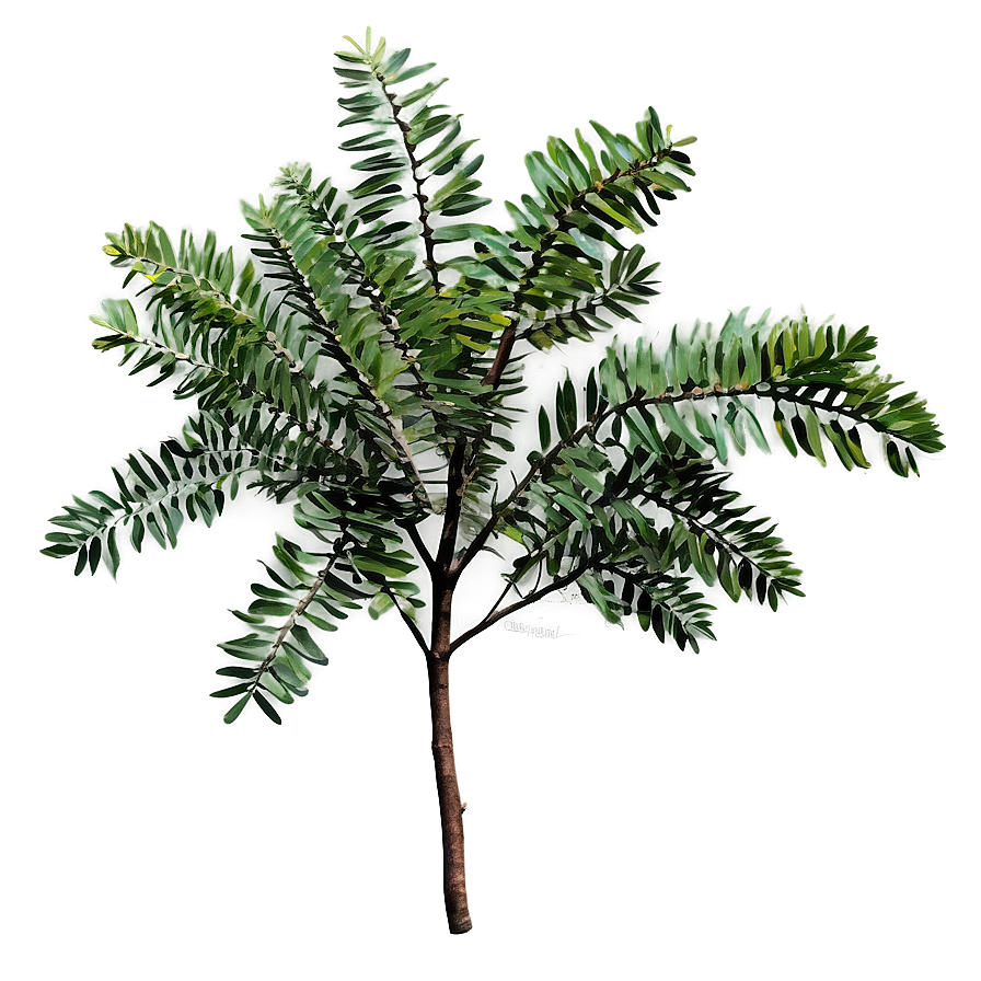 Acacia Tree Branch Png 05252024 PNG image