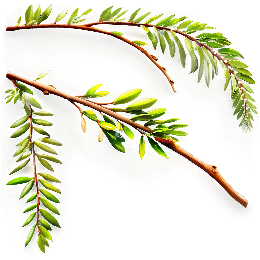 Acacia Tree Branch Png 48 PNG image