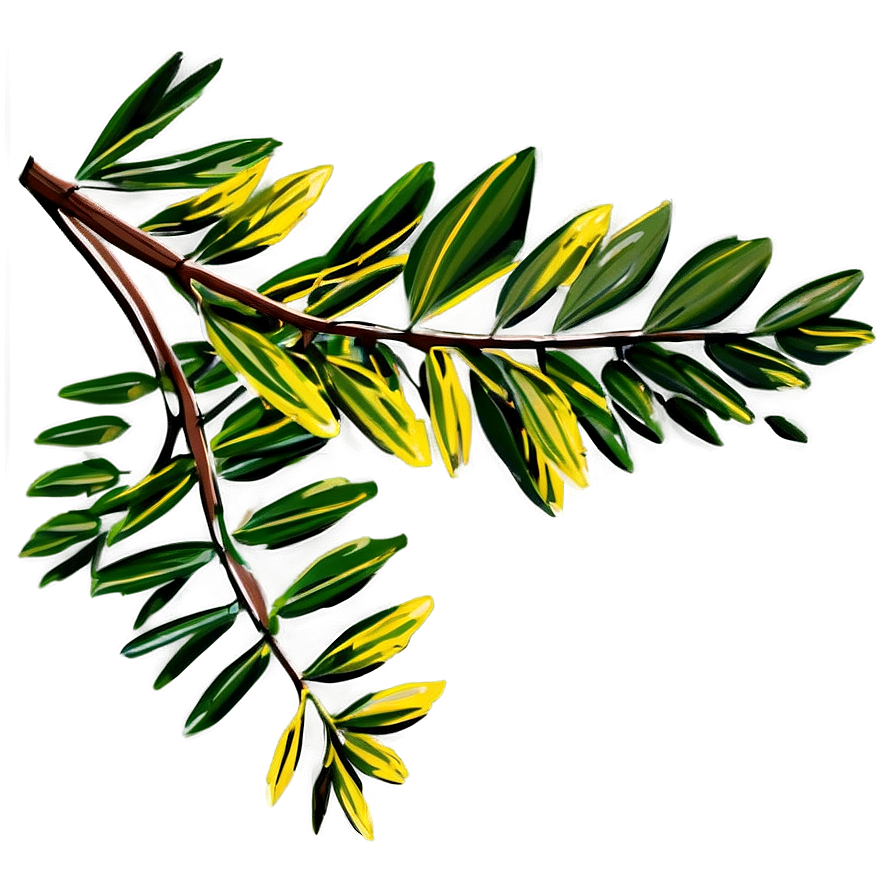 Acacia Tree Branch Png Tgi35 PNG image
