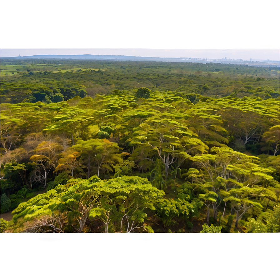 Acacia Tree Canopy View Png 06132024 PNG image