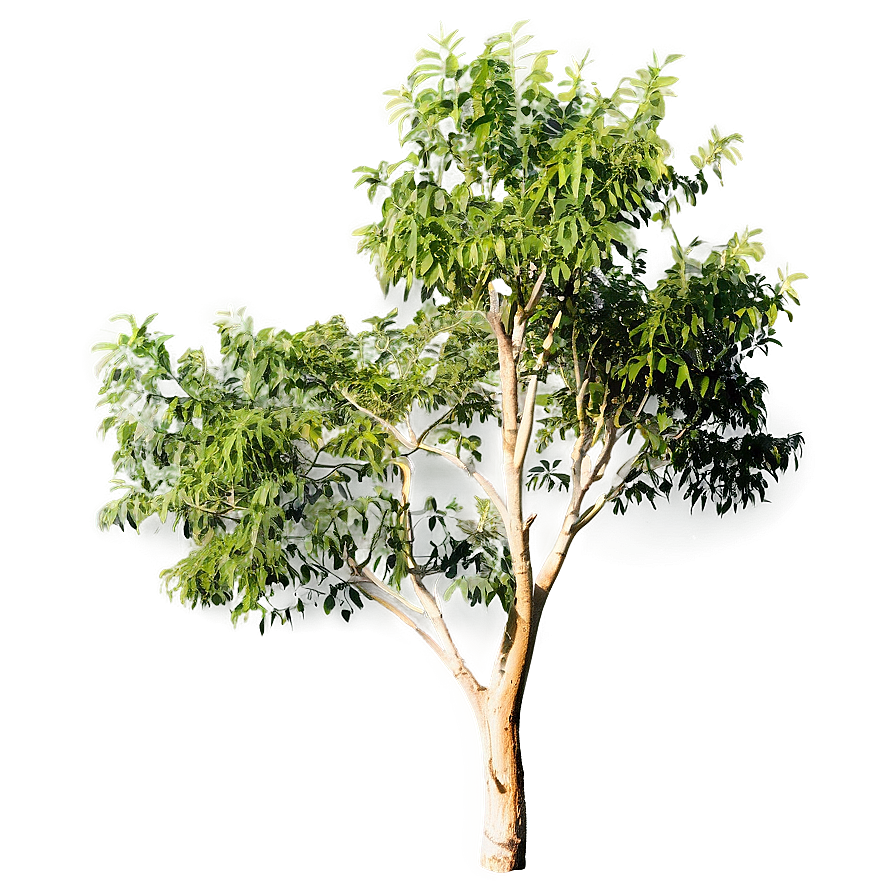 Acacia Tree In Golden Hour Png Raa PNG image