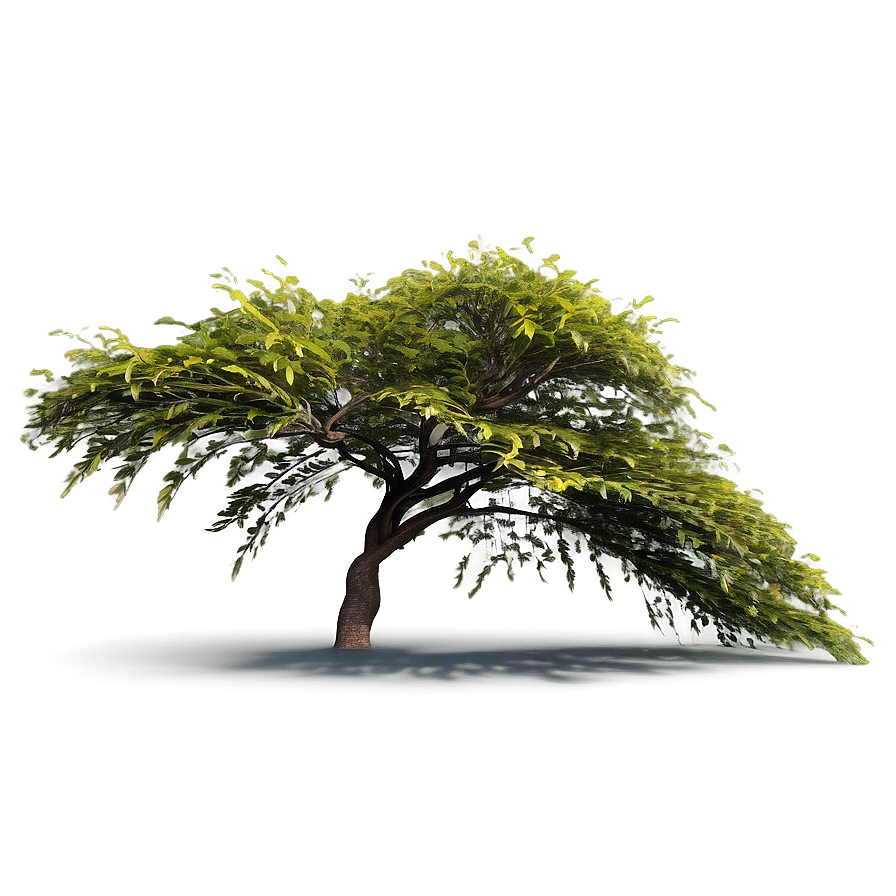 Acacia Tree In The Wind Png 06132024 PNG image