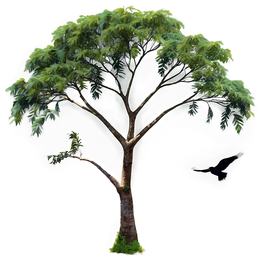 Acacia Tree With Birds Png 31 PNG image