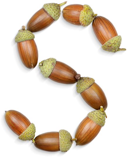 Acorn Infinity Loop PNG image