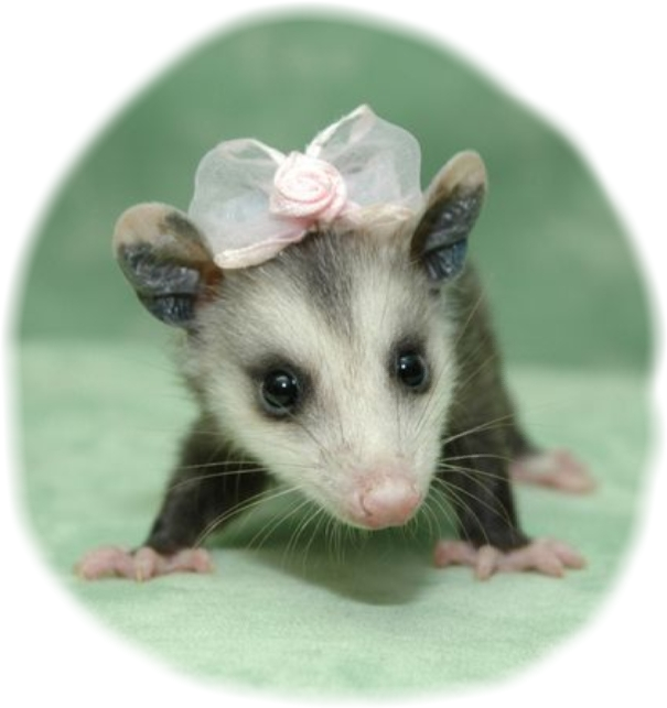 Adorable Baby Possum With Bow PNG image