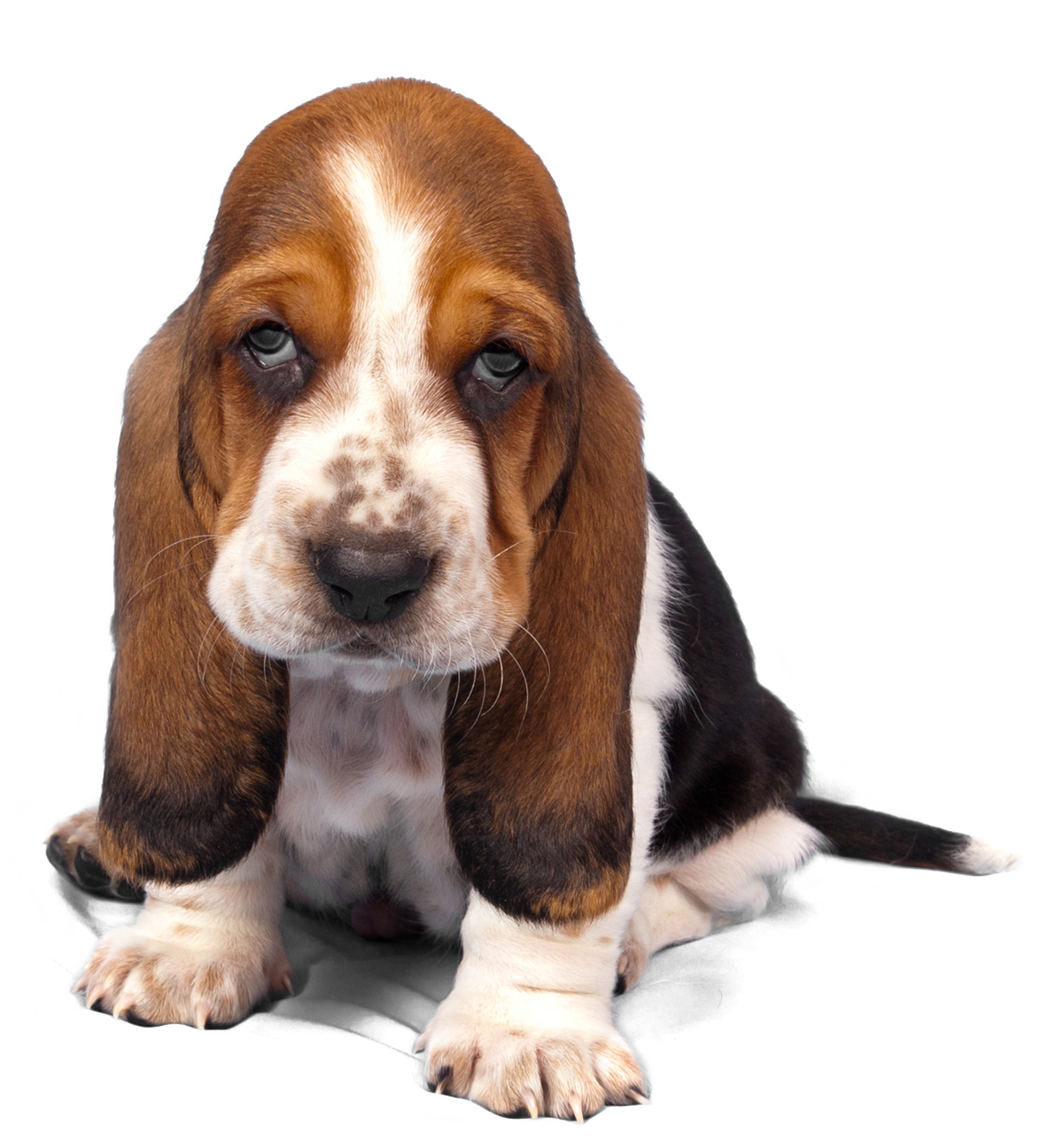 Adorable Basset Hound Puppy PNG image