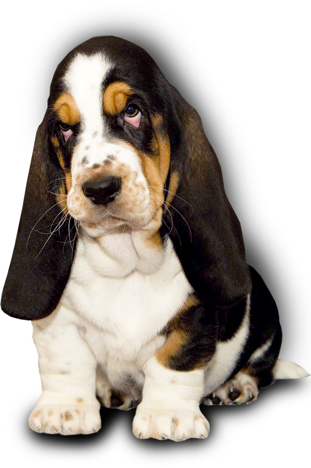 Adorable Basset Hound Puppy PNG image