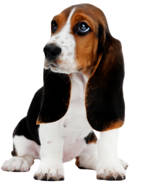 Adorable Basset Hound Puppy PNG image