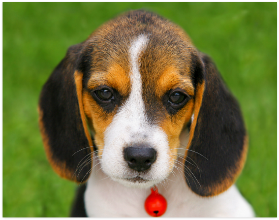 Adorable Beagle Puppy Green Background PNG image