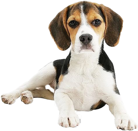 Adorable Beagle Puppy Lying Down PNG image
