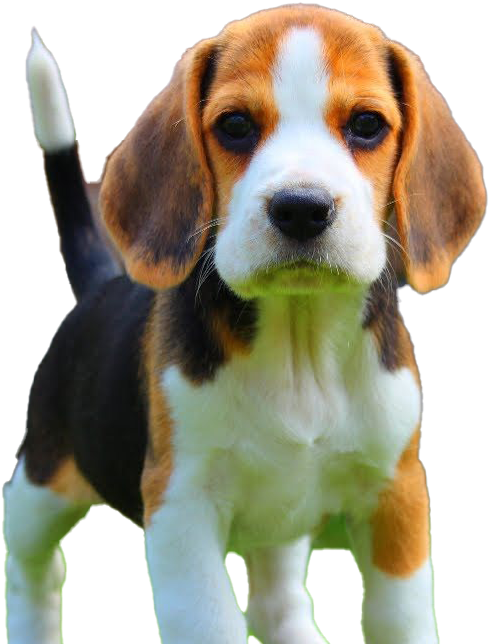 Adorable Beagle Puppy Portrait PNG image