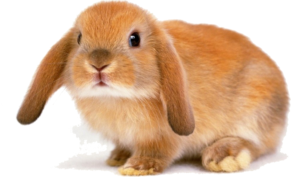 Adorable Brown Rabbit PNG image