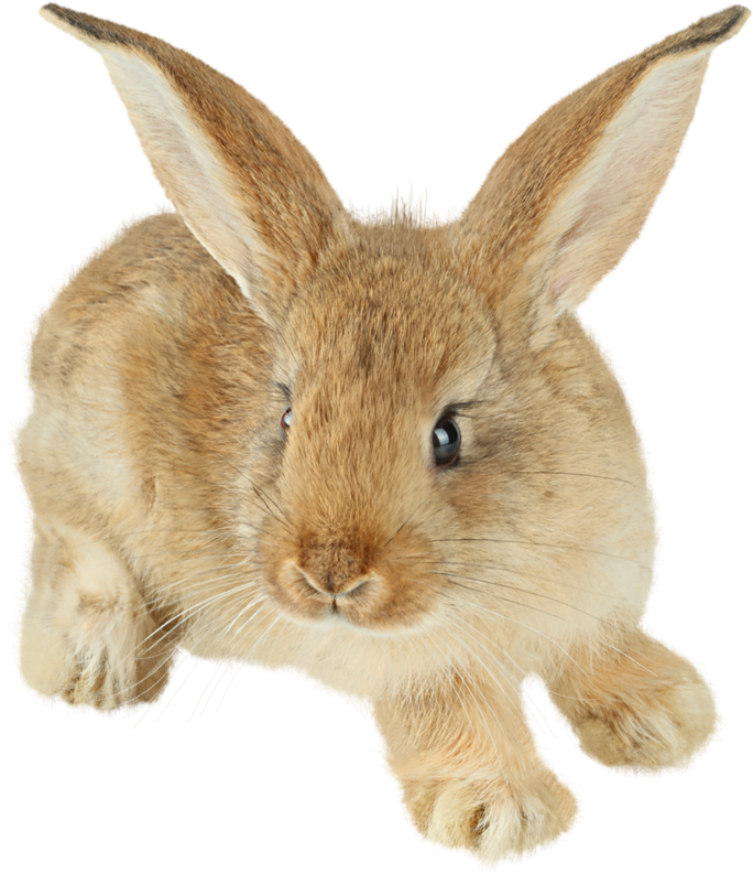 Adorable Brown Rabbit Illustration PNG image