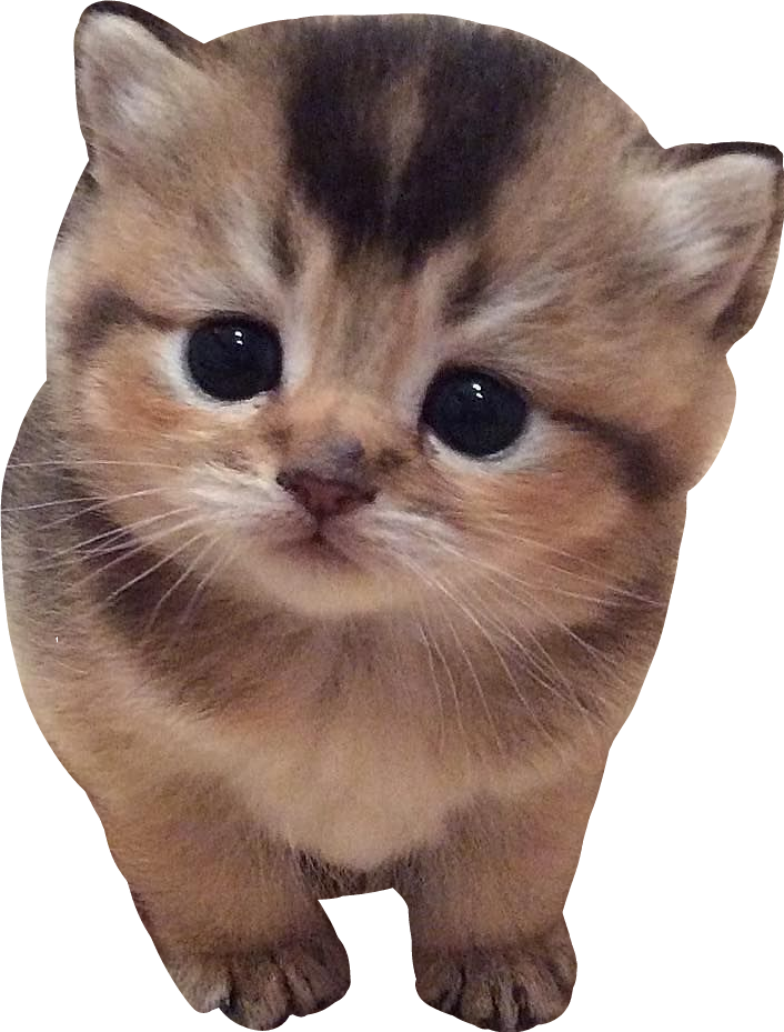 Adorable Brown Tabby Kitten Cutout PNG image