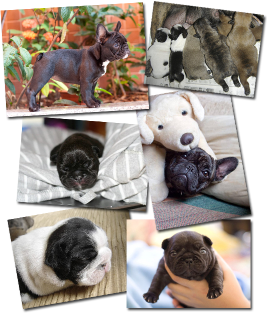 Adorable Bulldog Puppies Collage PNG image