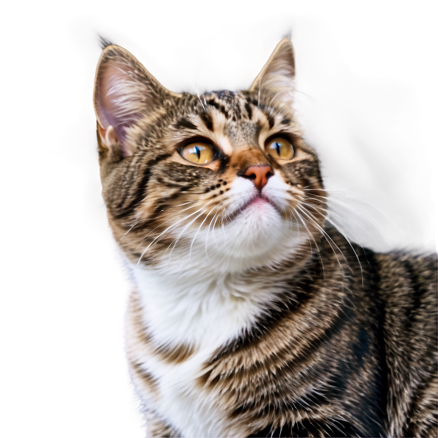 Adorable Cat Png A PNG image