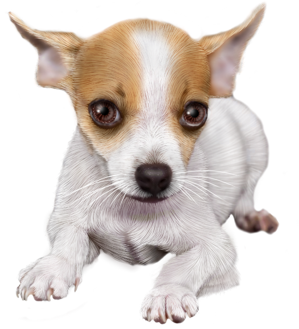 Adorable Chihuahua Puppy PNG image