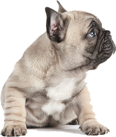 Adorable Fawn Bulldog Puppy PNG image