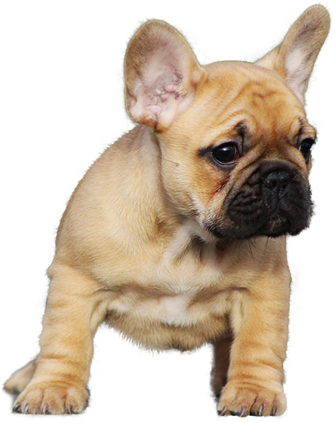 Adorable Fawn French Bulldog Puppy PNG image