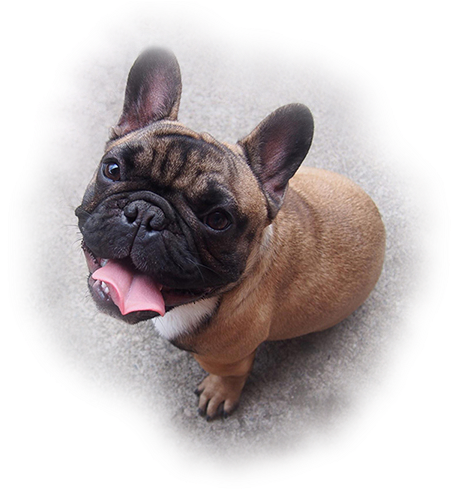 Adorable French Bulldog Puppy Looking Up PNG image