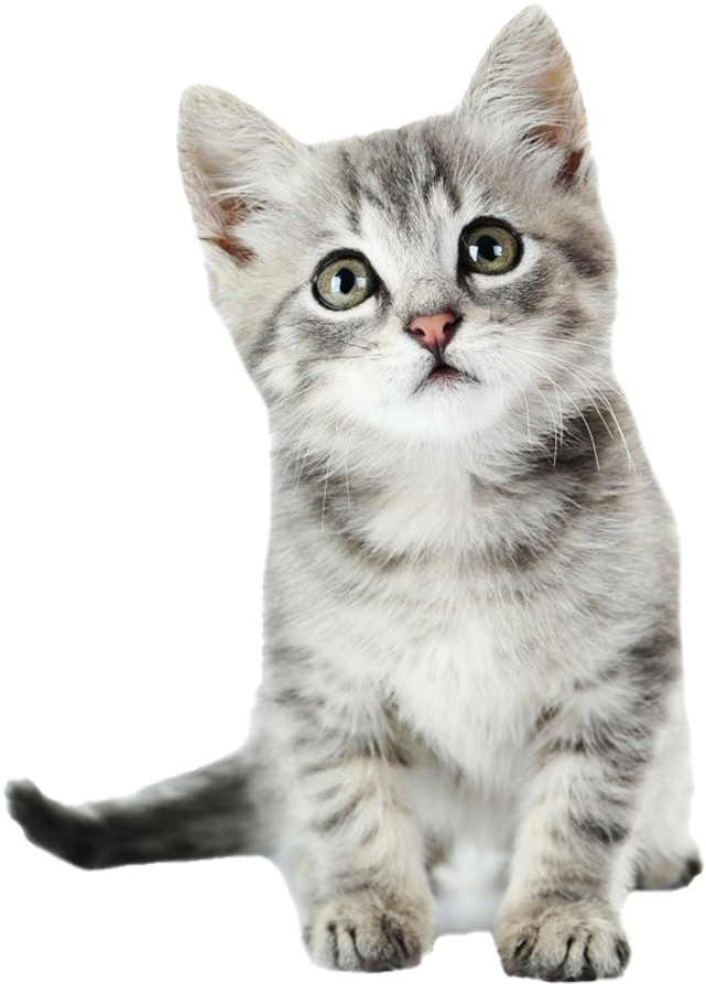 Adorable Gray Kitten Portrait PNG image